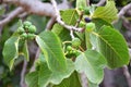 Growing Figs