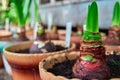 Growing flower bulbs in pots. Concept of spring awakening, revival and growth. Copy space. Royalty Free Stock Photo