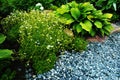 Growing flowers in the backyard. Landscaping using marble gravel and green plants. close-up