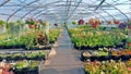 Growing flowers and green plants in a greenhouse. Production and cultivation of flowers. Young planting in a greenhouse