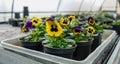 Growing flowers in greenhouse. Colorful blooming flowers in pots. Royalty Free Stock Photo