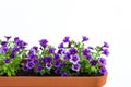 Growing flowers in planter in a kitchen garden. Flower pot with flowering million bells plant