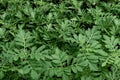 Growing flowers from seeds. Young seedlings of annual marigold flowers for garden beds Royalty Free Stock Photo