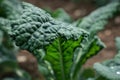 Growing food at home, kale garden. Large kale crop.