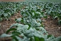 Growing food at home, kale garden. Large kale crop.