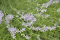 Growing fragrant lavender flowers in the garden, full frame. Soft focus on purple lavender flowers. Perfume ingredient Royalty Free Stock Photo