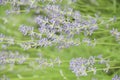 Growing fragrant lavender flowers in the garden, full frame. Soft focus on purple lavender flowers. Perfume ingredient Royalty Free Stock Photo