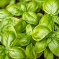 Growing fresh basil plants, top view. Concept of gardening.