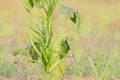 Growing fresh green cluster bean guar beans on guar crop