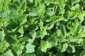 Growing fresh green oregano leaves