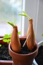 Growing fresh greenery from germinated shallot Royalty Free Stock Photo