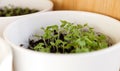 Growing fresh microgreens on the windowsill for food, potted home garden