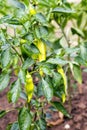 Growing fresh organic green paprikas with raindrops Royalty Free Stock Photo