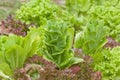 Growing fresh organic lettuce in a garden