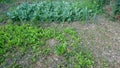 Growing Fresh Vegetables Garden Patch