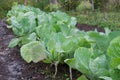 Growing fresh white cabbages on soil.