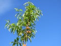 Peach - the top of the young tree Prunus persica with berries Royalty Free Stock Photo