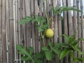 Growing fruit with leaves that climb bamboo sticks. Lemon drop melon, sweet mini melon Royalty Free Stock Photo