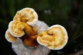 Growing Ganoderma Lucidum or reishi , lingzhi mushroom on natural background