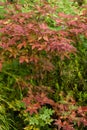 Beautiful red color Acer japonicum, Fullmoon Maple, Japanese-Maple Royalty Free Stock Photo