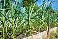 Growing garlic on bed in garden at summer day