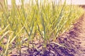 Growing garlic in plant. Farm vegetable.