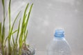 Growing garlic on the window