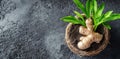 Growing Ginger In Pot With Green Leaves, a Sprouted Root and Gardening Theme Royalty Free Stock Photo