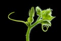 Growing gourd over black background