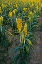 Growing grain sorghum. Predominant use of sorghum is as fodder for poultry and cattle.