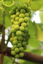 Growing grape in vineyard in the sunlight. Clusters of unripe grape close-up Royalty Free Stock Photo