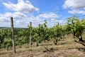 Vineyards. Growing grape wine. View of the vineyard. Grapevine.