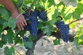 Growing grapes for Chianti Tuscany Italy