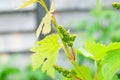 Growing grapes in home vineyards, small bunches of grapes close-up