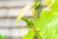 Growing grapes in home vineyards, small bunches of grapes close-up