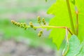 Growing grapes in home vineyards, small bunches of grapes close-up