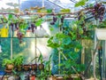 Growing grapes and melons in a small greenhouse