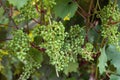 Growing grapes white wine on tree with branch and green leaves. Young unripe grape in garden close up Royalty Free Stock Photo