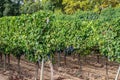 Growing grapes for wine production on the vineyards of Spain Royalty Free Stock Photo