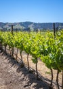 Growing grapevines, winery in Casablanca valley, Chile Royalty Free Stock Photo