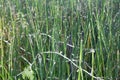 Growing grass For the background Royalty Free Stock Photo