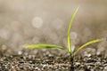 Growing grass close up Royalty Free Stock Photo