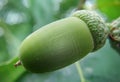 Growing green acorn on oak tree branch Royalty Free Stock Photo