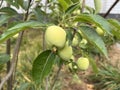 The growing green apple