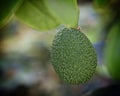 Avocado Royalty Free Stock Photo