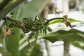 Growing green bananas with flower on banana palm tree close-up, sunny day. Tropical foliage. Abstract natural pattern Royalty Free Stock Photo