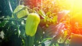Growing green bell pepper in a farmer's field. Branches with fruits tied with a rope. sun flare