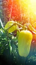 Growing green bell pepper in a farmer's field. Branches with fruits tied with a rope. Vertical, sun glare