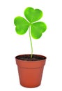 Growing green clover leaf in pot Royalty Free Stock Photo