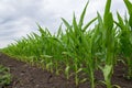 Growing green corn closeup, planted in neat rows, against a blue sky with clouds. Agriculture Royalty Free Stock Photo